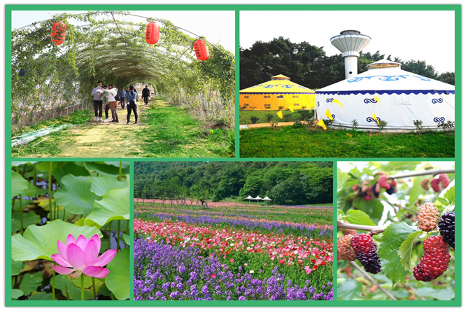 春游深圳农家乐唯一赏花大型基地 感受大自然百花谷的